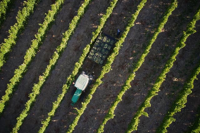 Wine & Vineyards